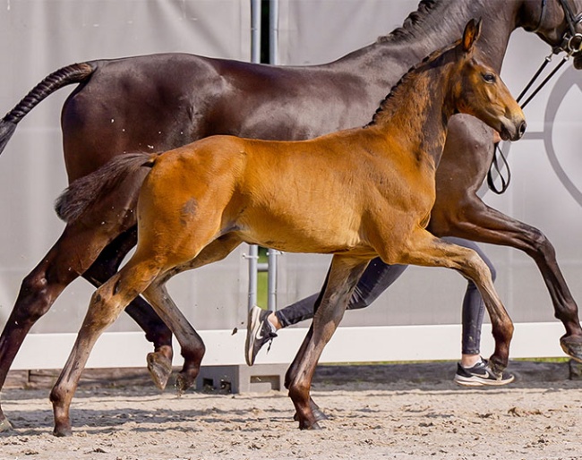 Ermelo (by Escaneno x San Amour) :: Photo © Hannoveraner Verband