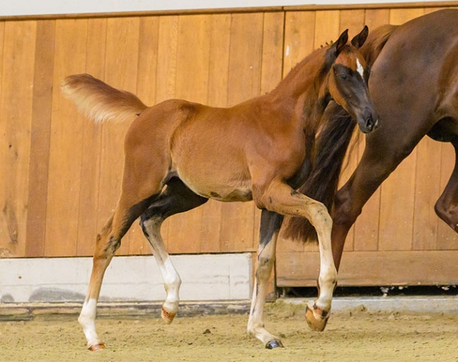 Filly by Bonds x Enzo Ferrari x Sandro Hit x Fidermark