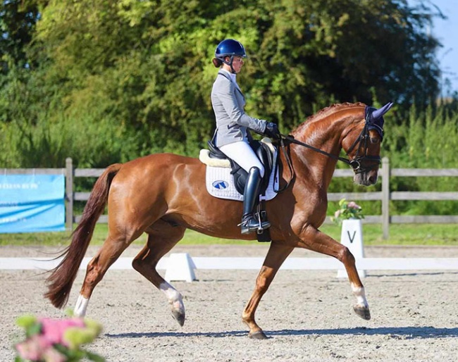 Dominique van der Horst on Tsar van de Wolfshoeve at the Belgian WCYH selection trial in Hannut :: Photo © Annemieke van der Horst