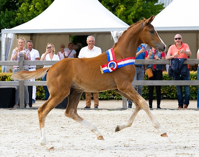 Utah Beach is the 2024 KWPN Foal Champion :: Photo © Digishots