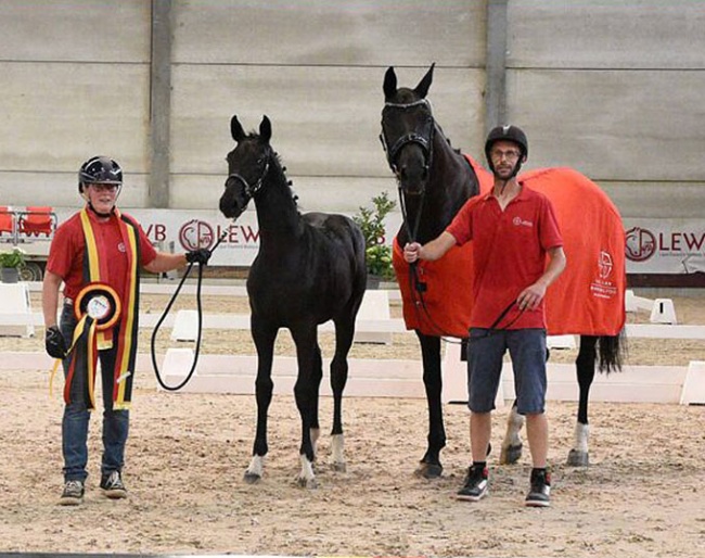 Be My Love A&S at the 2024 Belgian Foal Championship :: Photo © Temps des Poses / courtesy BK