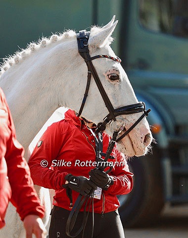 German Para Team Horse Nautika :: Photo © Silke Rottermann