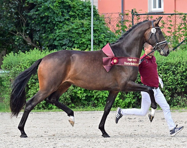  Very Nice wins the 2024 Brandenburg-Anhalt Elite Mare Show :: Photo © www.bjoern-schroeder.de