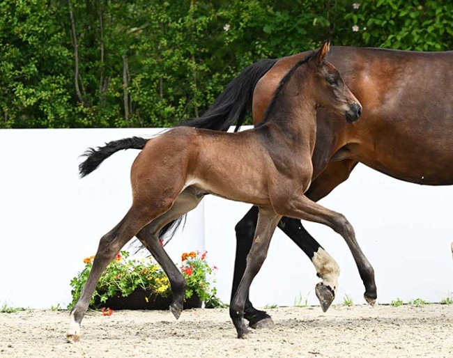 Fibuna (by Fair Deal x Vitalis) :: Hubert Fischer