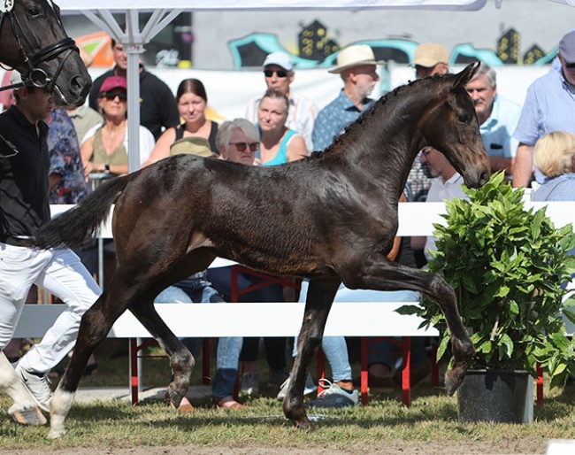 Valentine (by Va Bene x Serafino) :: Photo © Doris Matthaes