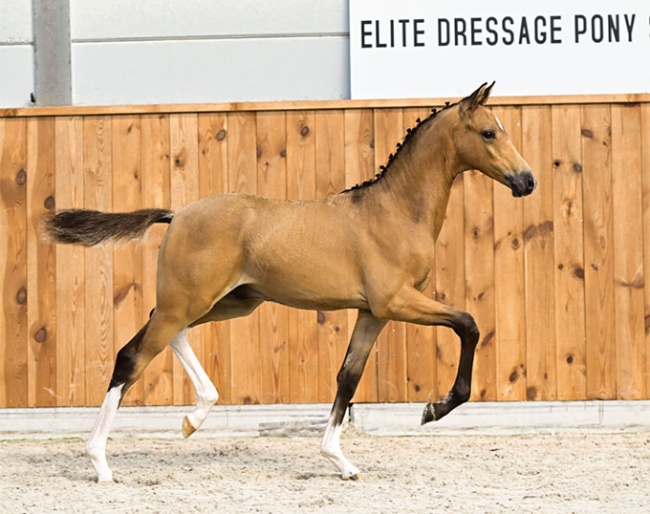 Cream's Candy Man (by Cream de Luxe x Casper Bloemendael)