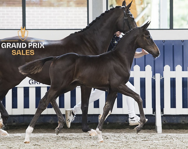 Unicorn Evora JVDS (St.Schufro x Governor)