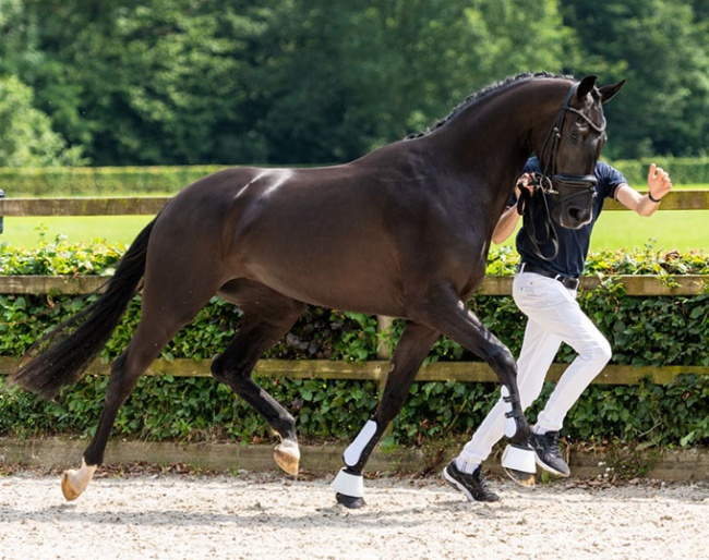Rose Vurona SRV (by Blue Hors Livius x Wynton)
