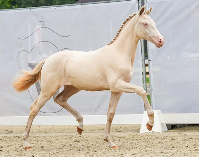 Golden Angel B (by Gold Garant x Pilatus) 