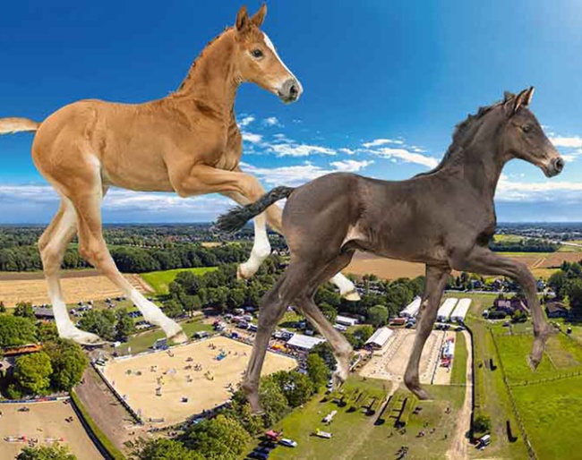 Stars of Tomorrow in this weekend's Westfalian OnLive Foal Auction - Bidding Closes on 3 August 2024