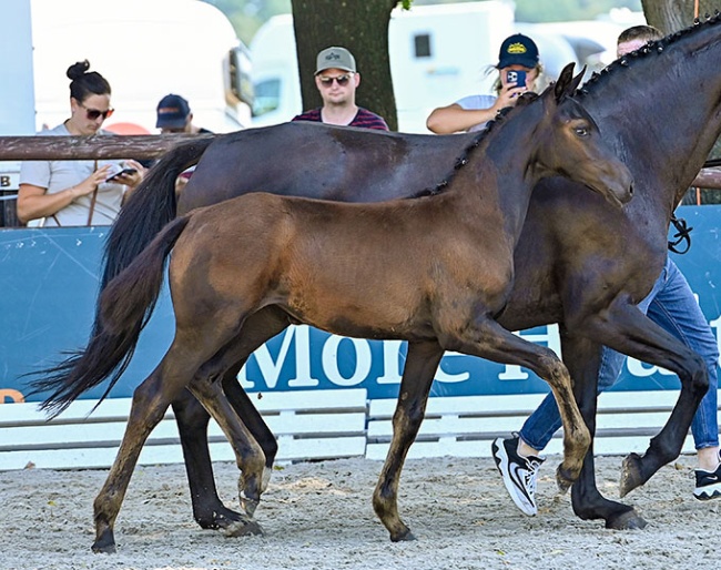 Florence (by Furst Zonik PS x  Sir Donnerhall x Rubinstein)