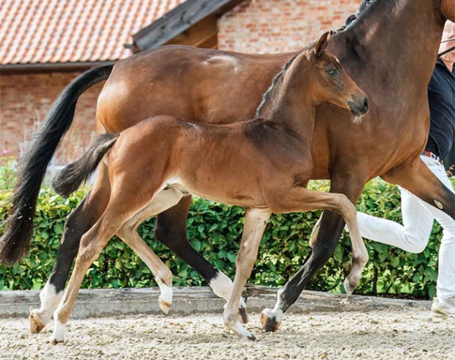 Bon Garçon (by Bon Esprit x Fidertanz) is catalog nr 1 in the 2024 Gut Schönweide Foal Auction