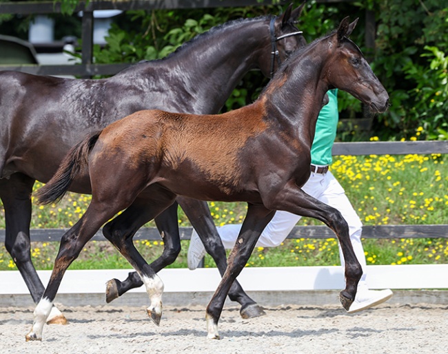 Una Diva M (by Las Vegas x Hennessy) is in the Starsale Auction Collection