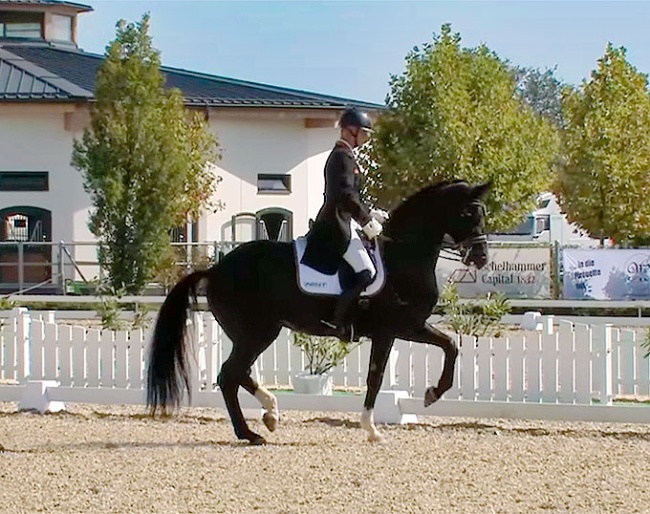 Peter Gmoser and Dante's Daiquiri at the 2024 Austrian Dressage Championships