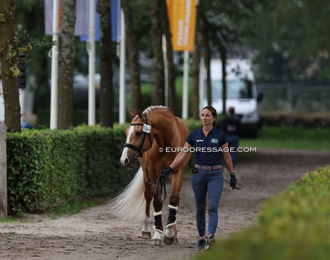 Minna Telde walking her Swedish warmblood palomino Zucchero at the 2024 World Young Horse Championships :: Photo © Astrid Appels