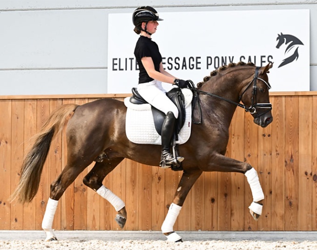 Amalia's Joep (by Westerhuis Cupido x Heitrak's Marvin)