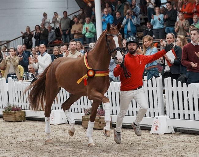 Senorita La Bonita, Top Seller of 2024 Westfalian Autumn Elite Auction :: Photo © Reckimedia
