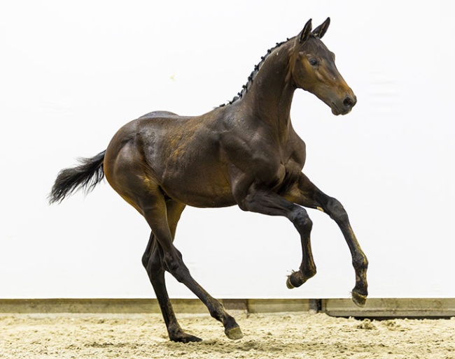 Unlimited Game (by Easy Game x Flemmingh), the full brother to Dutch Olympic team horse Hermes