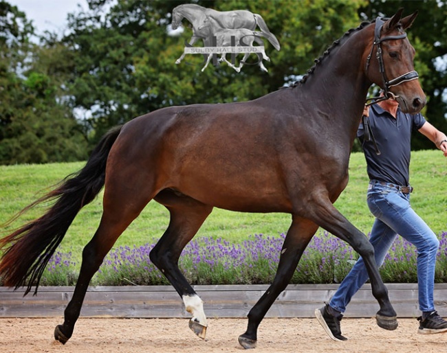 Raffa Royal, a 4-year old gelding by Rubin Royal out of Woodlander Farouche