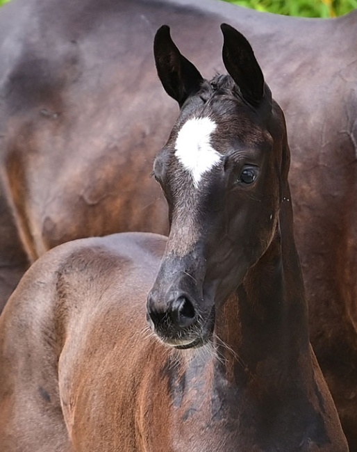 Donna Bolera (by Bon Bolero x Don Crusador)