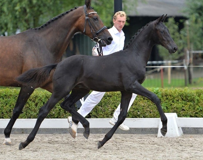 Kensington (by Bordeaux x Rohdiamant) as a foal :: Photo © Veulenveiling Midden-Nederland