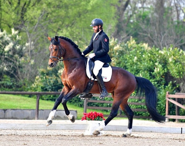 Oldenburg stallion Elantic at the 2024 CDN Manerbio in Italy :: Photo © Il Cavallino
