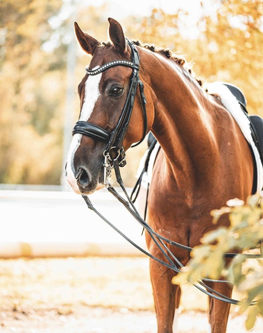 Secret Service (by Sir Donnerhall x Royal Diamond)