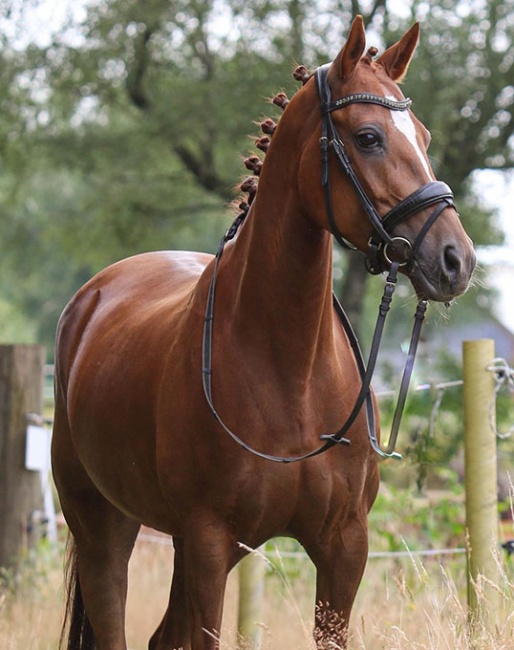 Xara B (by Leuns Veld's Zandro x Molenhorn's Pasja)