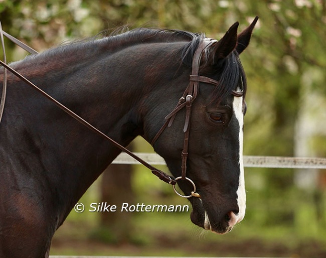Bridle without a noseband :: Photo © Silke Rottermann