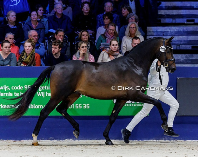 Roebel (by Romanov x Sir Donnerhall) at the 2024 KWPN Stallion Licensing in 's Hertogenbosh :: Photo © Dirk Caremans