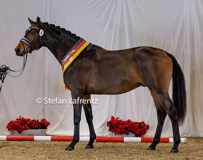 Havertz is the 2024 Trakehner Licensing champion :: Photos © Stefan Lafrentz