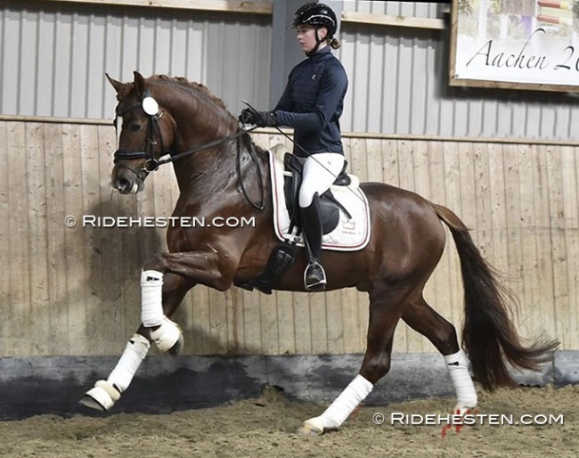 Dynamic Dancer (by Dynamic Dream x Dresemann x Florestan) :: Photo © Ridehesten