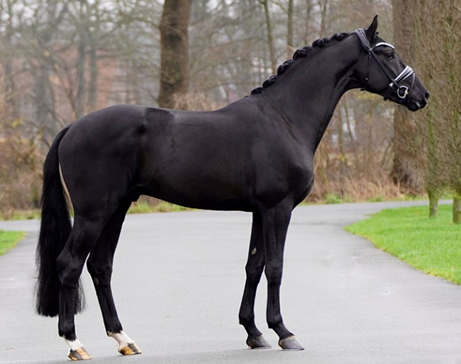 Security (by Secret x Ampere x Jazz) :: Photo © Equigeniek