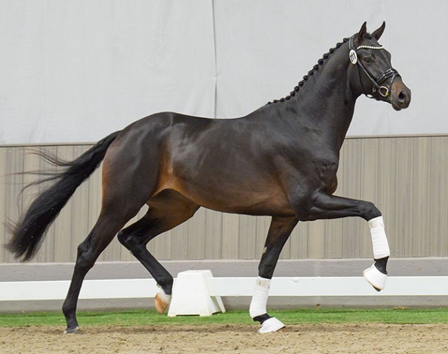 Colt by Zuperman x Royal Classic :: Photos © Reckimedia