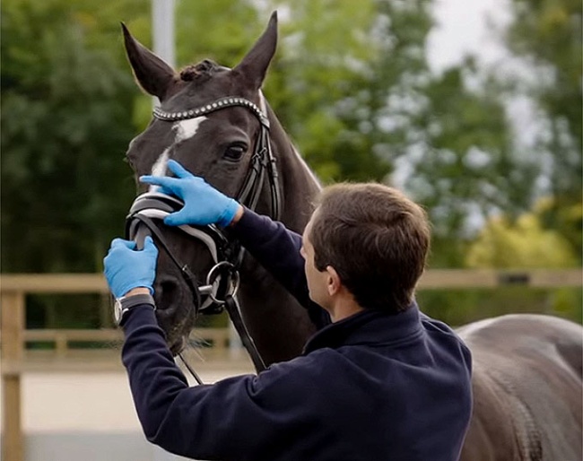 The steward needs to be able to pull the FEI measuring device underneath the noseband from top to bottom. See video below.