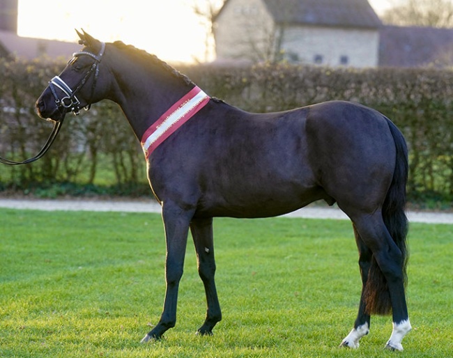 Komet (by Complete x A New Star) :: Photos © Reckimedia