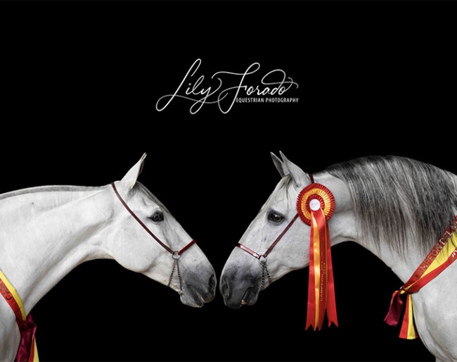 The two World Champions in the breed show - Élite Torreluna de Eda and FER Bonachon de Eda - at 2024 SICAB :: Photo © Lily Forado