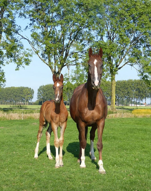 Kaltoum N.C. (by Johnson x Maestro) with her 2024 born colt by Miami Turfhorst