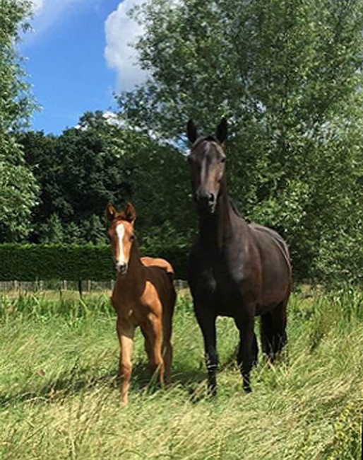 Broodmare Tattiana (by Totals x Sir Donnerhall) with foal