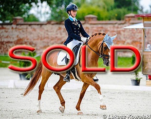 SOLD VIA THIS AD on Eurodressage !