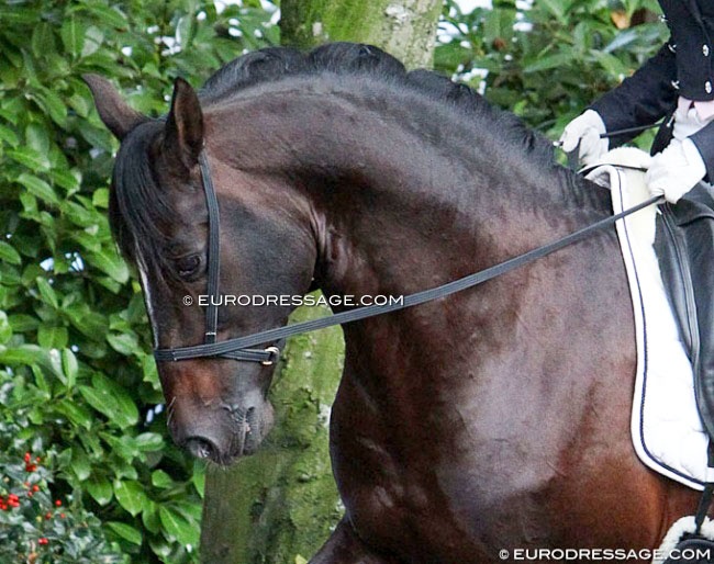Bitless bridle :: Photo © Astrid Appels