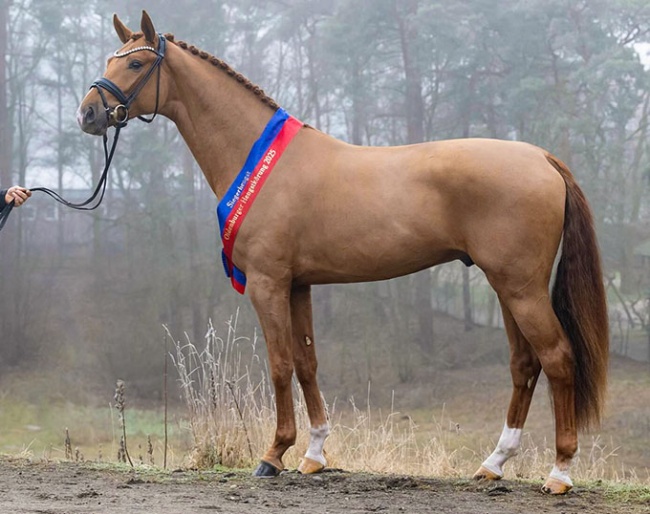 La Paix (by La Vie x Sir Donnerhall x Rubinstein) :: Photo © Equitaris