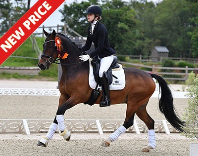 Koncorde van Equicenter at the CDI Le Mans