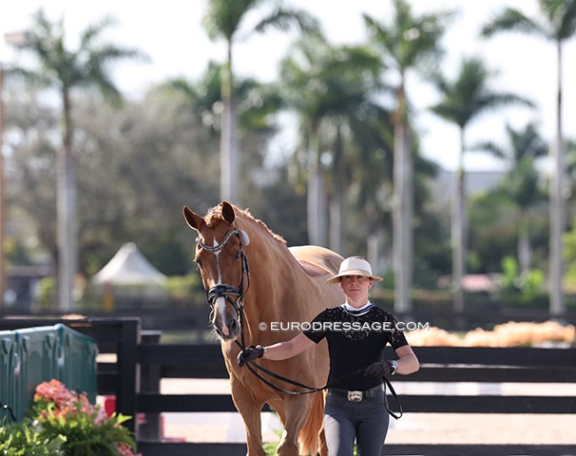 Molly Maloney and Krates trotting up at the horse inspection for 2025 CDI-W Wellington 5 :: Photo © Astrid Appels
