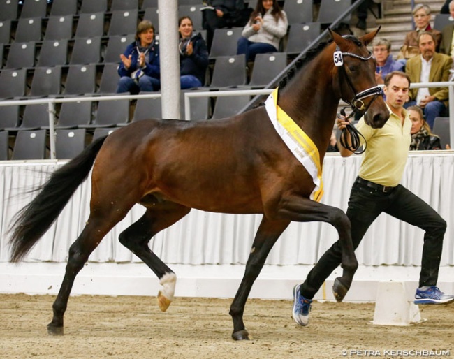 Confess Color (by Cadeau Noir) at the 2019 Hanoverian Stallion Licensing :: Photo © Petra Kerschbaum