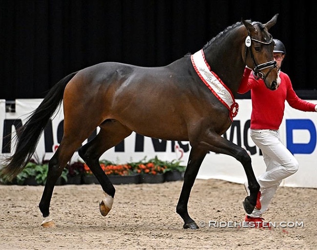 Premium stallion Go Magic (by Helium x Friedensfürst. x Sixtus) at the 2025 Danish Warmblood Stallion Licensing