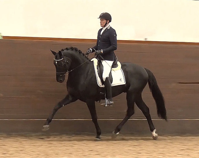 Majestic Justice (by Majestic Taonga x Wladimir OA x Master)