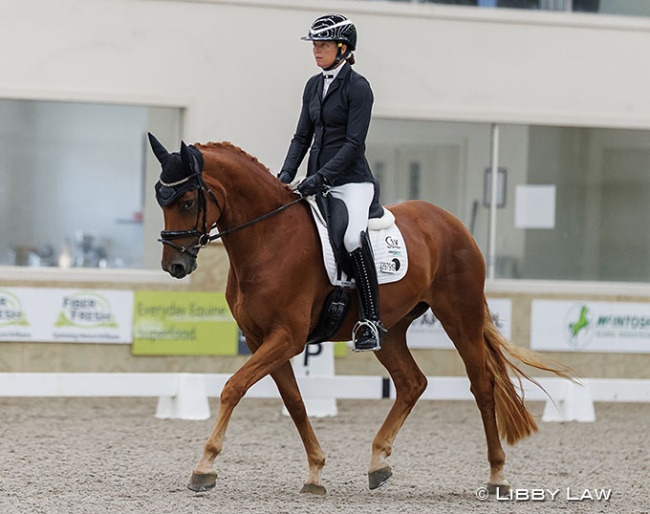 Zoie Gray on SWE Furstin Light at the 2025 New Zealand Young Horse Championships :: Photo © Libby Law