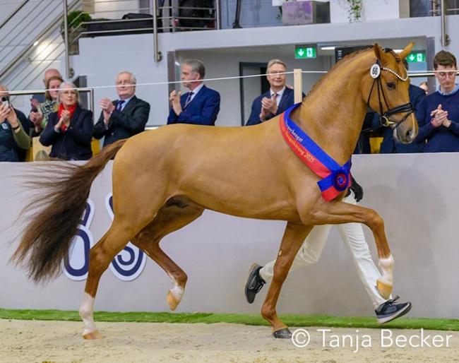 La Paix, the champion of the Oldenburg Stallion Licensing held in January 2025 :: Photo © Tanja Becker