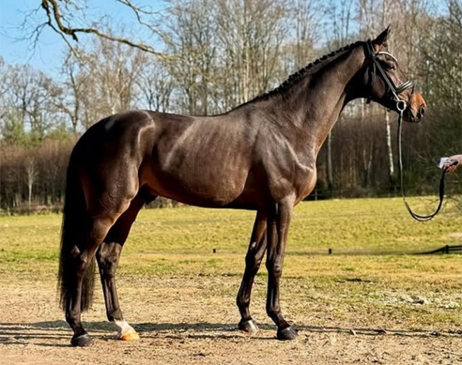 Bajac (by Bordeaux x Laurentio x Partout)